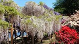 Mê mẩn ngắm vườn  hoa tử đằng ở công viên Ashikaga